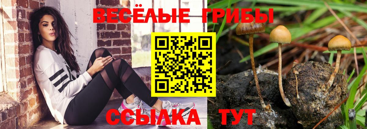 Псилоцибиновые грибы Psilocybe Заволжье